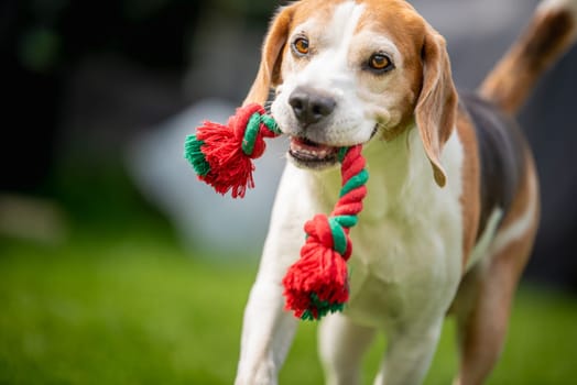In a vibrant and lush green environment, a playful and lively beagle energetically engages with a colorful rope toy
