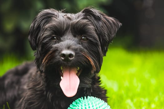 A joyful black dog plays in green grass on a sunny day, tongue out, with a green ball resting nearby