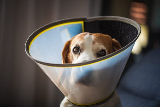 A charming beagle, who is wearing a cone collar, is looking curiously at the camera in a cozy indoor setting