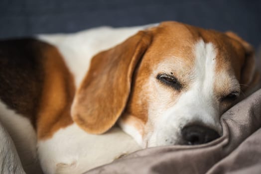 A sleepy, adorable beagle dog is resting peacefully on a cozy, warm blanket, exuding a sense of calm and comfort