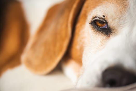 A serene beagle is resting quietly with a gentle gaze, showcasing its unique and beautiful fur patterns