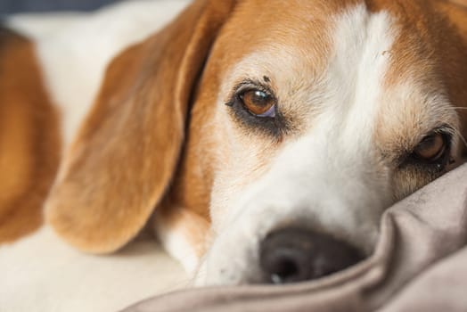 A closeup of a beagle peacefully resting, showcasing its soulful gaze, ideal for petthemed content