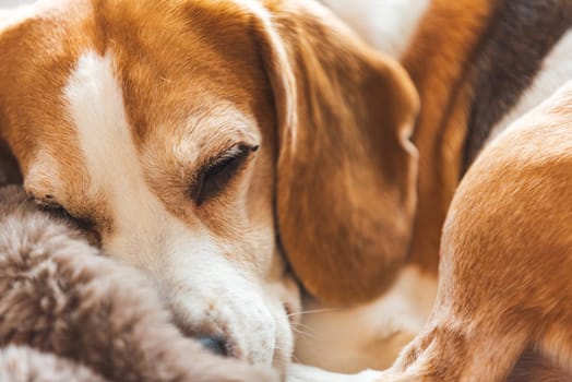 A content and sleepy beagle dog is curled up tightly on a soft plush blanket, exuding a sense of calmness and comfort