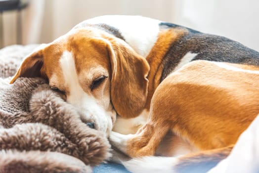 A serene and adorable beagle dog is curled up and peacefully sleeping on a cozy, fluffy blanket indoors
