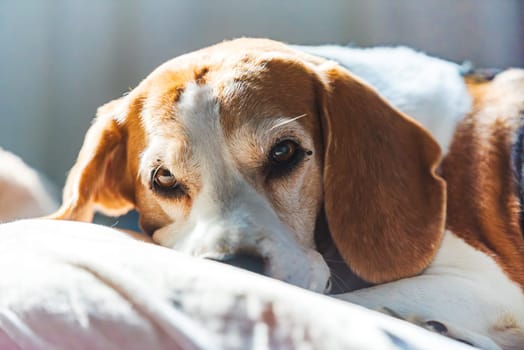 A calm and relaxed beagle dog lying down and resting peacefully in the warm and soft sunlight by a window