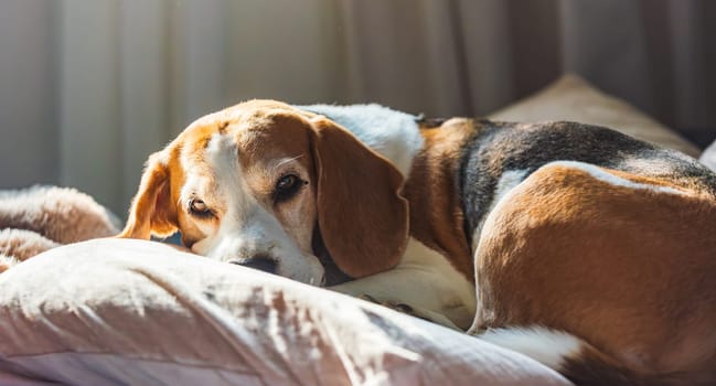 A serene beagle lounging on soft bedding, illuminated by gentle sunlight, capturing a moment of peace.