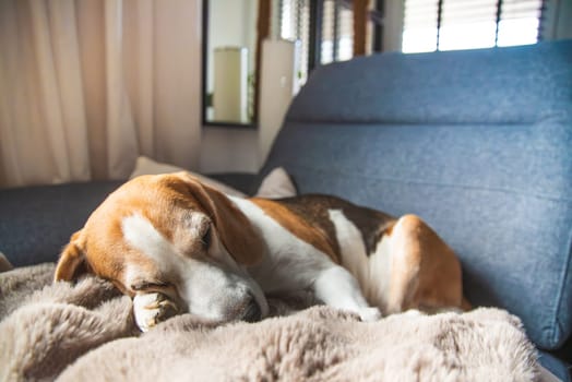 A relaxed Beagle sleeps soundly on a cozy couch, embodying tranquility and comfort in its peaceful slumber