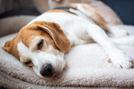 A peaceful and calm beagle dog is resting comfortably on a soft and cozy blanket, embodying pure tranquility
