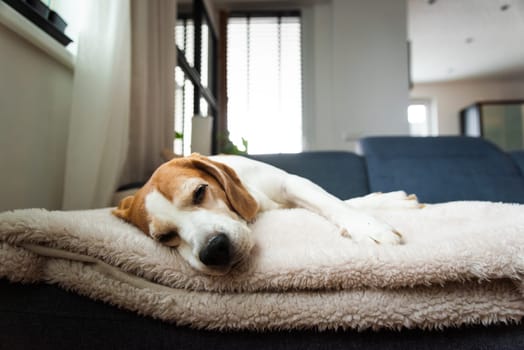 A peaceful and adorable Beagle dog is napping soundly on a cozy blanket in a modern home setting filled with comfort