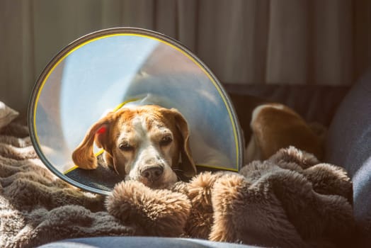An adorable beagle, wearing a protective cone, is resting peacefully on a cozy blanket in soft, soothing light