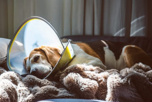 A Beagle is resting peacefully while wearing a cone collar on a soft, cozy blanket and basking in soft, natural light