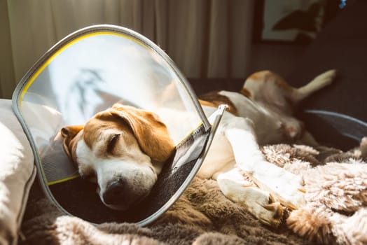 An adorable and peaceful beagle is resting with a recovery cone on a soft, cozy blanket at home, feeling comfortable