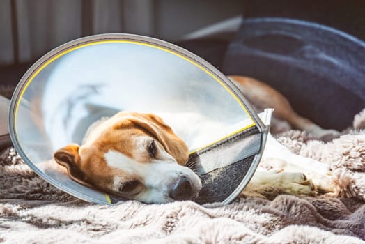 A tranquil dog adorned with a healing cone is peacefully resting on a cozy blanket at home after a vet visit