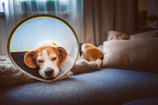 An adorable beagle dog wearing an Elizabethan collar is comfortably resting on a soft, cozy couch at home