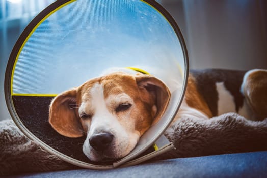 A beagle resting with an Elizabethan collar indoors, showcasing a calm and soothing recovery atmosphere.