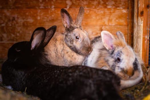 In a heartwarming scene, three adorable rabbits are peacefully relaxing together in their cozy environment