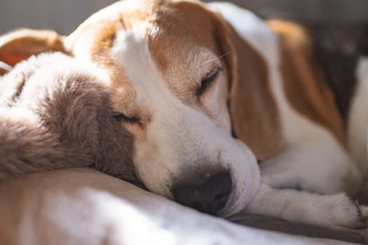 An adorable and peaceful beagle naps cozily on a soft bed, embodying pure tranquility and ultimate comfort
