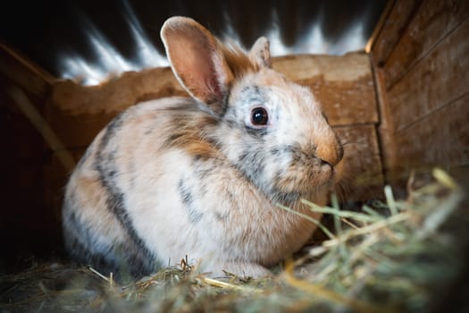 A fluffy rabbit comfortably resting in its cozy hayfilled enclosure, showcasing its beautiful spotted fur coat