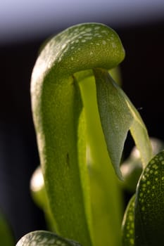 Here we have a detailed view of a unique carnivorous plant that showcases its fascinating leaf adaptations