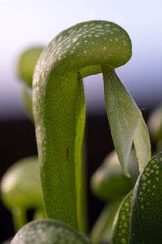 A captivating closeup image of a fascinating carnivorous plant, highlighting its unique leaf formation intricacies