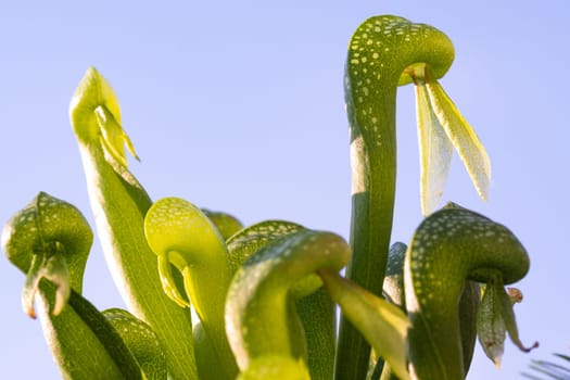 A captivating closeup photograph of a fascinating carnivorous plant showcasing its unique foliage and vibrant blooms