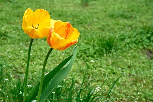 a bulbous spring flowering plant of the lily family, with boldly colored cup shaped flowers