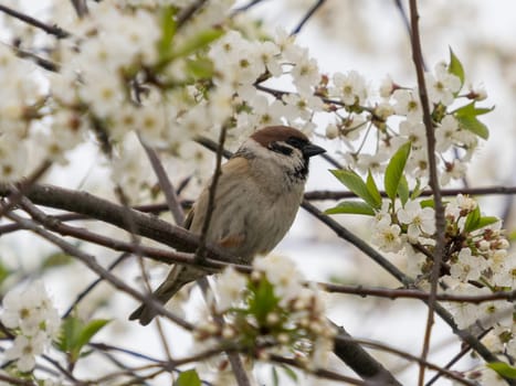 Cute little sparrow sitting on branch of flowering plum or cherry tree. Springtime. Eurasian tree sparrow perched on tree branch. Tree sparrow feeding on petals of flowering cherry tree, close up