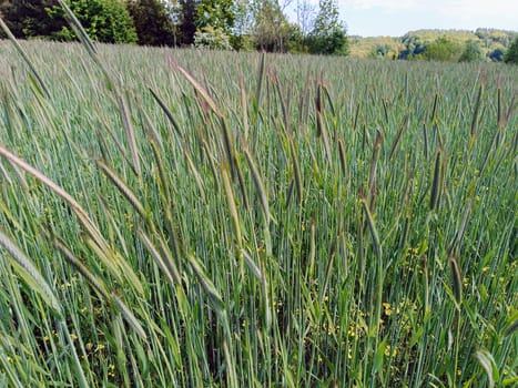 Fresh ears of young green wheat in spring field. Agriculture scene. High quality photo
