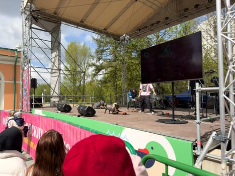 Moscow, Russia, April 27, 2025: French Bulldog influencer Nord Boss entertains the crowd by riding a skateboard on stage during the French Bulldog Parade at Vorontsovsky Park