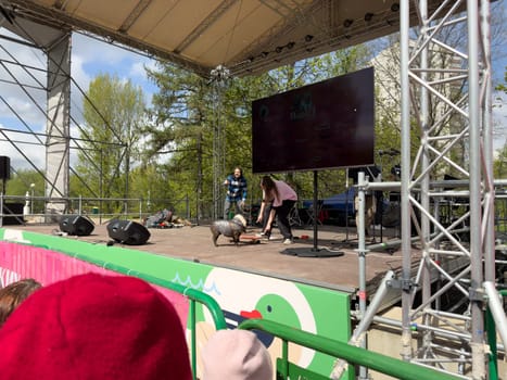 Moscow, Russia, April 27, 2025: Famous French Bulldog Nord Boss prepares to perform skateboard trick on stage at the French Bulldog Parade in Vorontsovsky Park, delighting the audience
