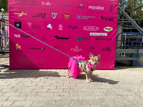 Moscow, Russia, April 27, 2025: Stylish French Bulldog in bright pink skirt and bow poses in front of sponsor banner during the French Bulldog Parade in Vorontsovsky Park.