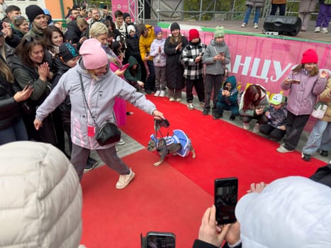 Moscow, Russia, April 27, 2025: French Bulldog in blue dress walks red carpet with its owner during the costume show at the French Bulldog Parade in Vorontsovsky Park, delighting the audience