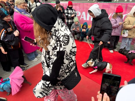 Moscow, Russia, April 27, 2025: French Bulldog in quilted black outfit walks the red carpet surrounded by stylish visitors and onlookers capturing the fashionable moment