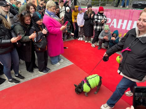 Moscow, Russia, April 27, 2025: French Bulldog in neon green jacket walks the red carpet to the joy of onlookers, drawing smiles and applause from the crowd