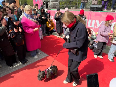 Moscow, Russia, April 27, 2025: French Bulldog walks the red carpet in stylish attire during fashionable dog show, drawing smiles and admiration from the crowd of dog lovers and spectators