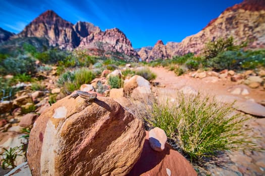 A sunlit lizard rests on a desert rock with red sandstone formations and native cactus in the backdrop of Red Rock Canyon near Las Vegas Nevada symbolizing adventure and desert wildlife.
