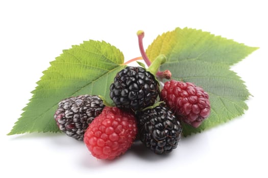Blackberries on background. Juicy black berries, fresh and sweet. Generated AI