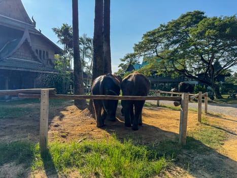 Elephant duo playing together in a sanctuary conservation center, gentle giant animals highlights the importance of herbivores protection and natural preservation. Elephants walking around.