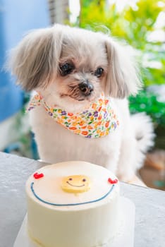 Dog so cute mixed breed with Shih-Tzu, Pomeranian and Poodle sitting at table outdoor dessert restaurant waiting to eat cake or birthday cake