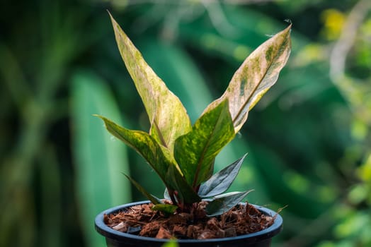 Greenery background, Anthurium Renaissance Variegated, green color of nature plant and leaf environment greenery concept