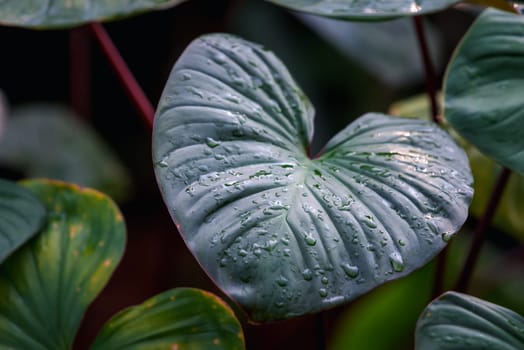Greenery background, green color of nature plant and leaf environment greenery concept