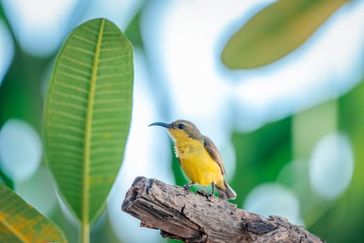 Bird (Olive-backed sunbird, Yellow-bellied sunbird) female yellow color perched on a tree in a nature wild