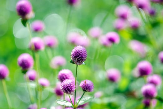 Flower (Globe Amaranth or Bachelor Button) purple or violet color Naturally beautiful flowers in the garden.