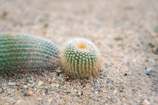 Cactus (Gymno ,Gymnocalycium) and Cactus flowers in cactus garden many size and colors popular use for decorative in house or flower shop