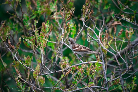 Bird (House Sparrow, Passer domesticus) males brighter black, white, and brown markings color perched on a tree in a nature wild
