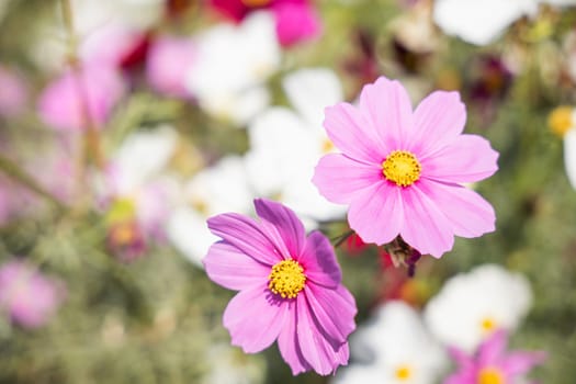 Gorgeous pink daisies with vivid yellow centers form a stunning bouquet. These cheerful flowers bloom in the sun-kissed meadow epitomizing the beauty of nature's summer.