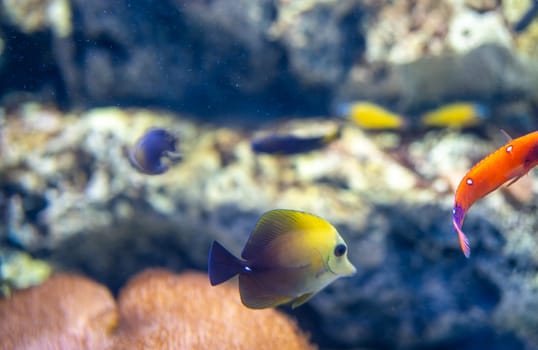 Exotic colorful fish species swimming gracefully in pristine aquatic environment with vibrant coral backdrop photographed in tropical aquarium setting for marine conservation education purposes