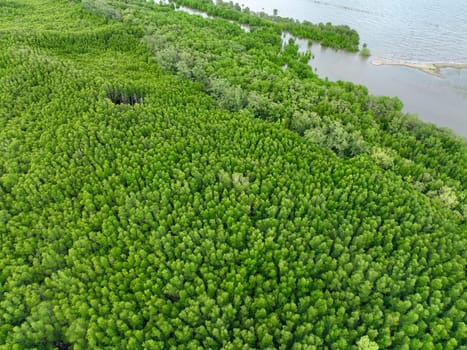 Aerial view mangrove forest ecosystem. Significant economic value in carbon credits, ecosystem services, and climate resilience. Conservation efforts ensure long-term coastal community protection.