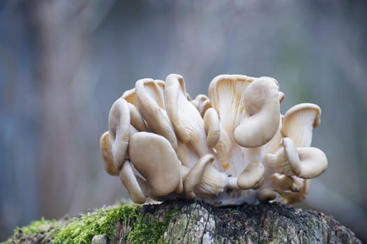 Oyster mushrooms flourish on a moss-covered tree trunk amid a serene forest backdrop, showcasing natural beauty