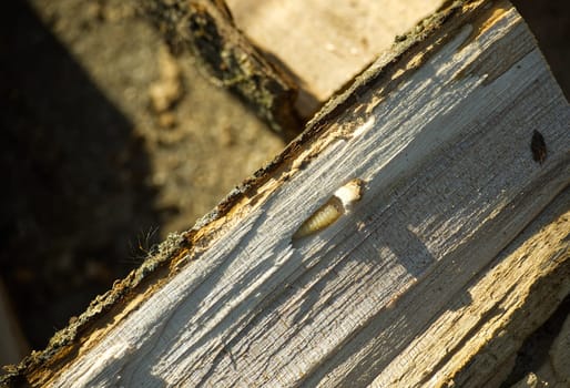 A close-up shows a woodworm larva with a white head and light-yellow body on a textured and sunlit wooden surface.